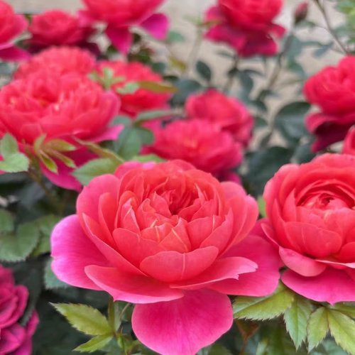 绝色果汁阳台月季玫瑰花苗盆栽