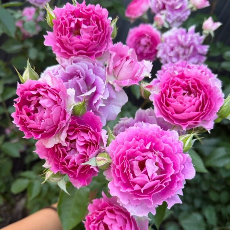天方夜谭月季花苗重瓣四季开花