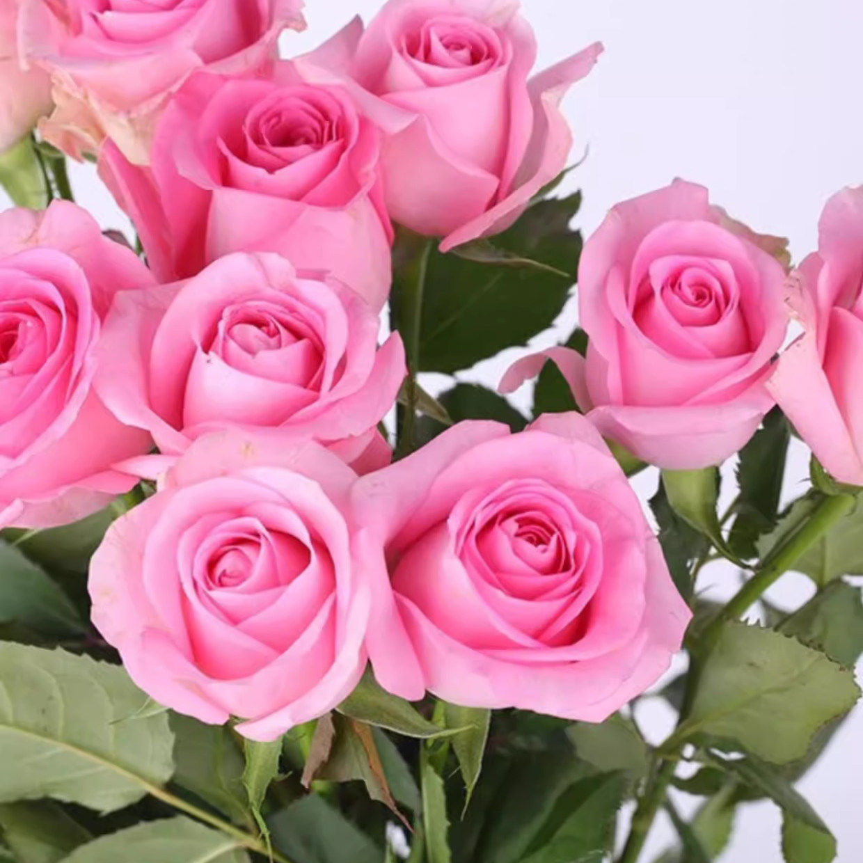 苏醒月季花苗开花大花玫瑰花室内阳台盆栽四季好养花卉绿植树苗,鲜花速递/花卉仿真/绿植园艺,月季/蔷薇/玫瑰,淘宝优惠券,粉丝福利购,淘宝优惠卷