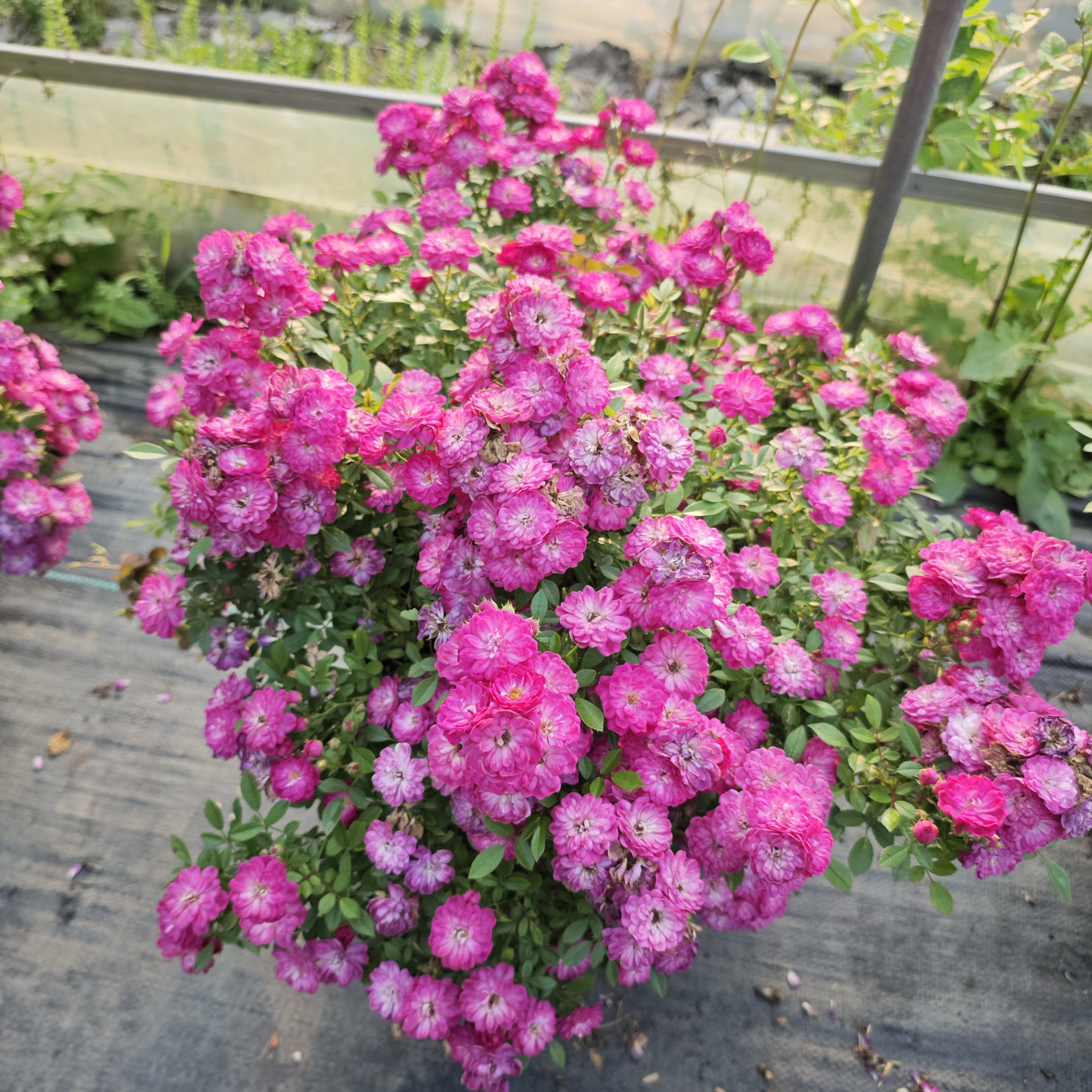 紫红微月月季花苗盆栽玫瑰花
