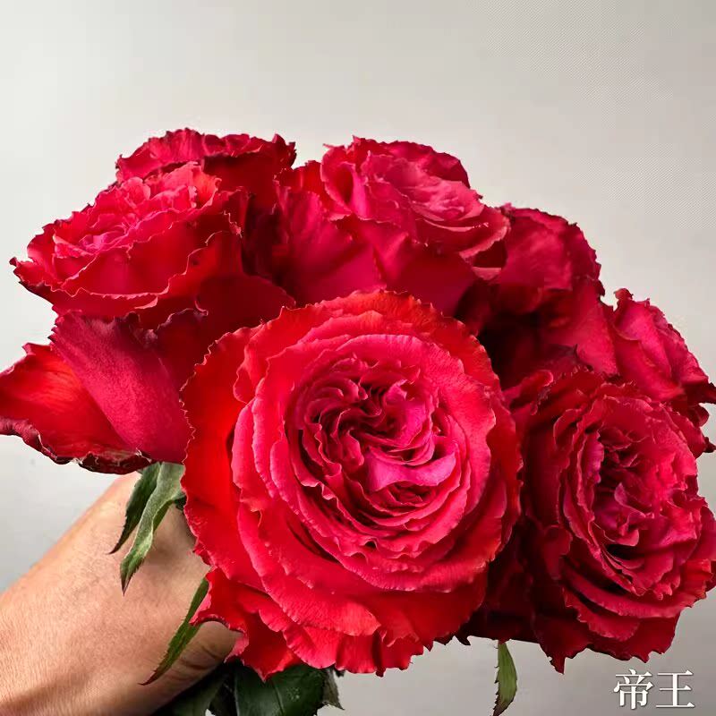 帝王月季花苗盆栽红玫瑰花