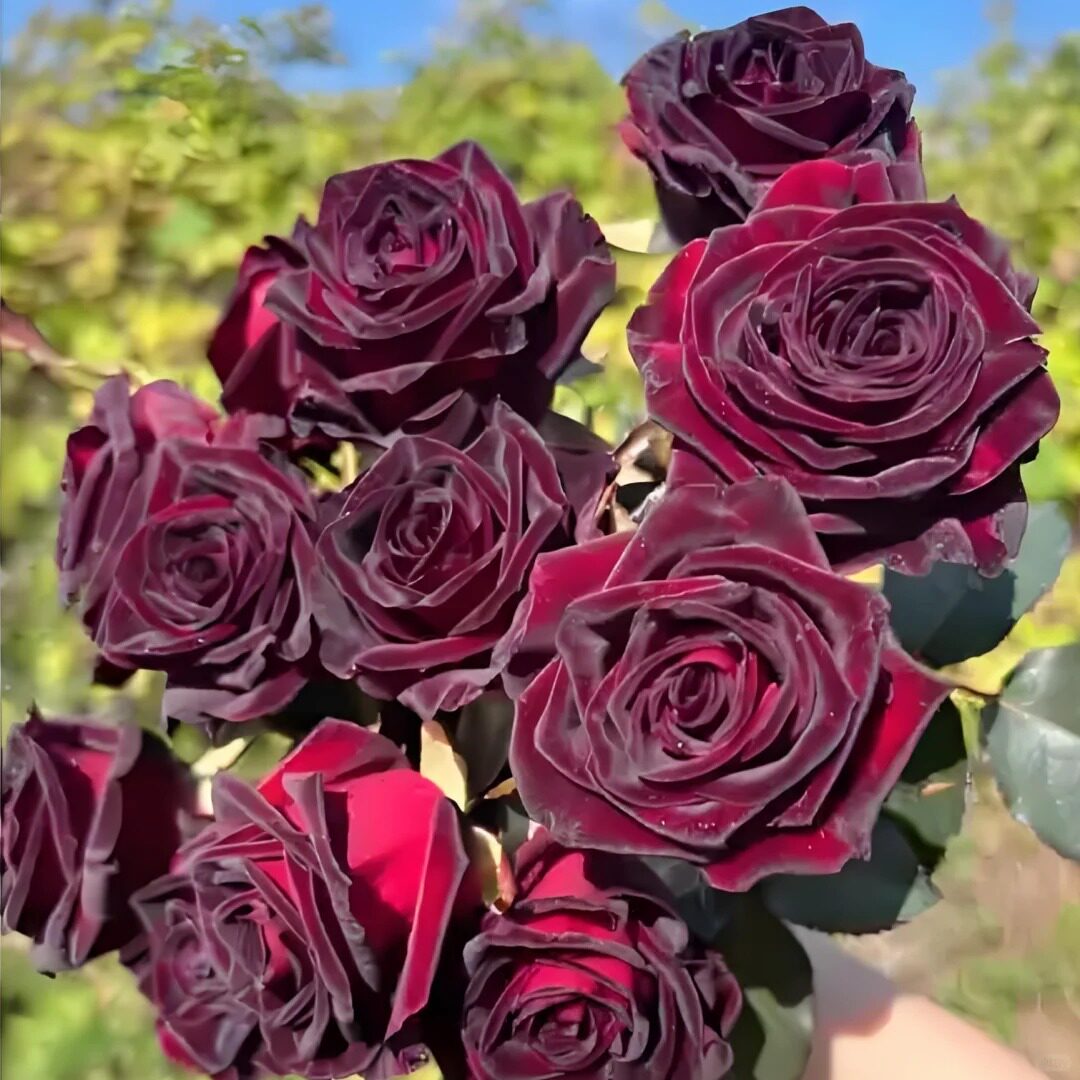 黑巴克月季花苗重瓣四季开花