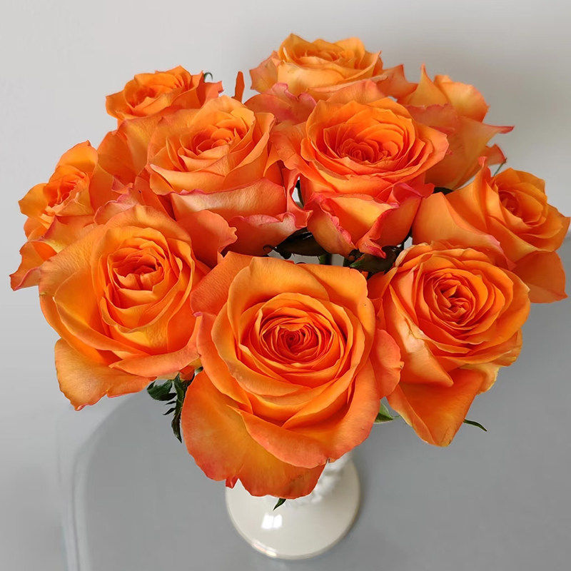 橙意月季花苗开花大花玫瑰室内阳台盆栽四季好养花卉绿植树苗