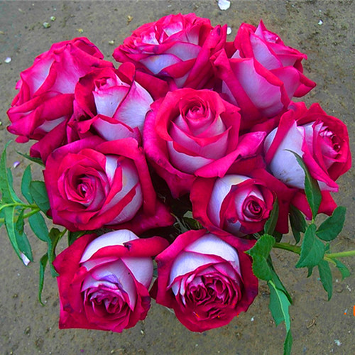 莫妮卡贝鲁奇月季花苗大花玫瑰花