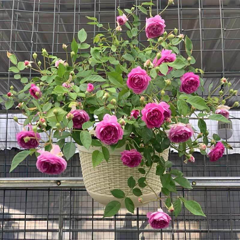 玛姬婶婶月季花苗开花玫瑰小苗四季盆栽花卉爬藤植物蔷薇树苗绿植
