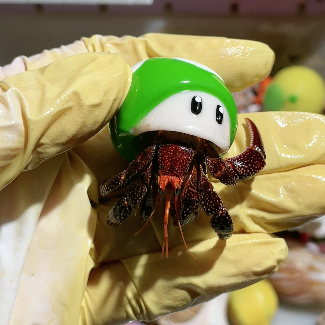 H279黑眼黑莓微瑕壳48,宠物/宠物食品及用品,蟹,淘宝优惠券,粉丝福利购,淘宝优惠卷