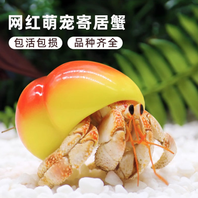 萌宠陆生寄居蟹活体～好养