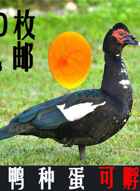极速[10枚]番鸭种蛋可孵化火鸭苗大种番鸭美洲雁白番西Z洋鸭受精
