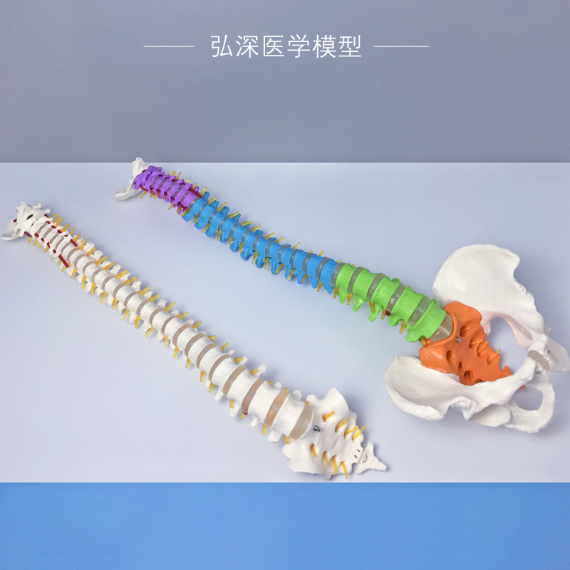 极速人体脊柱模型1比1彩色分区脊椎尾骨骼可动弯曲颈胸Z腰椎间盘