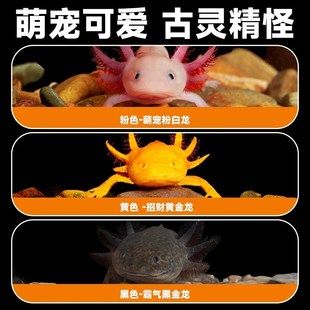 极速六角恐龙g鱼蝾螈冷水鱼美西螈宠物鱼活体六角龙淡水好养观赏