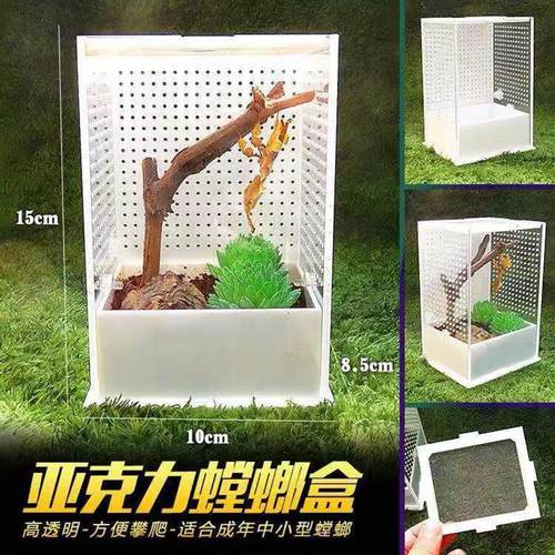 极速刺花b花螳螂饲养盒竹节素背螽斯爬生态盒昆箱网鸣宠物