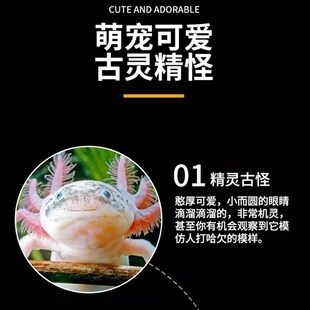 极速六角恐龙f鱼淡水观赏鱼蝾螈好养耐活体宠物鱼免打氧冷水两栖