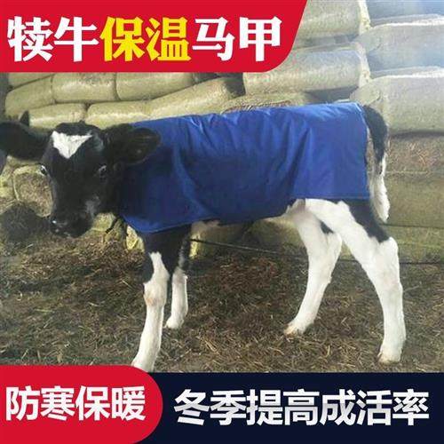 极速犊牛马甲小牛衣服加厚加绒A防寒防水保温养牛场小牛犊子保暖