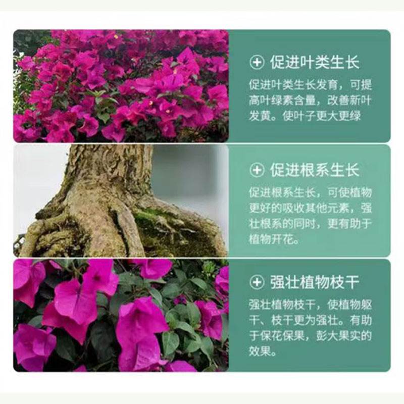 极速三角梅开花肥家用盆栽治黄叶催花F促花绿叶营养液免稀释液体