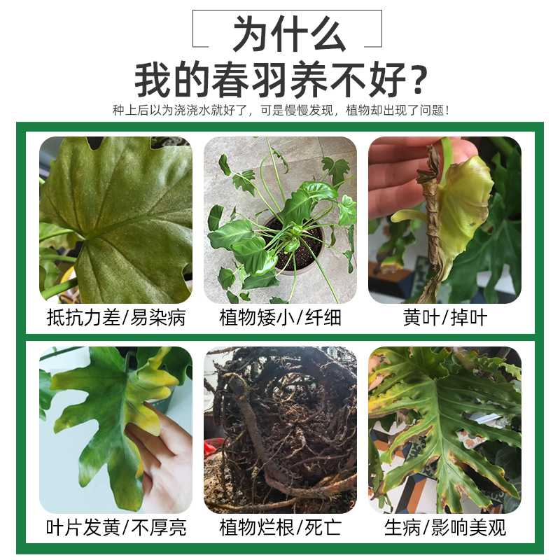 极速春羽肥料春雨肥料春羽营养液土绿植春雨营养液龙Z鳞水培春芋