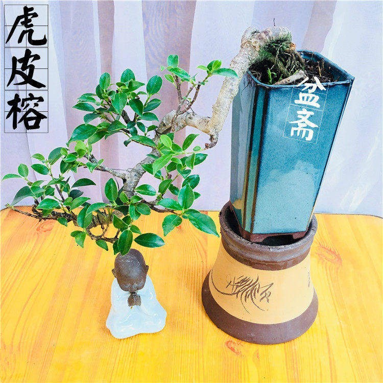 极速虎皮榕盆景 树桩虎斑榕树金钱气根悬崖式P临水式抱石水陆造景