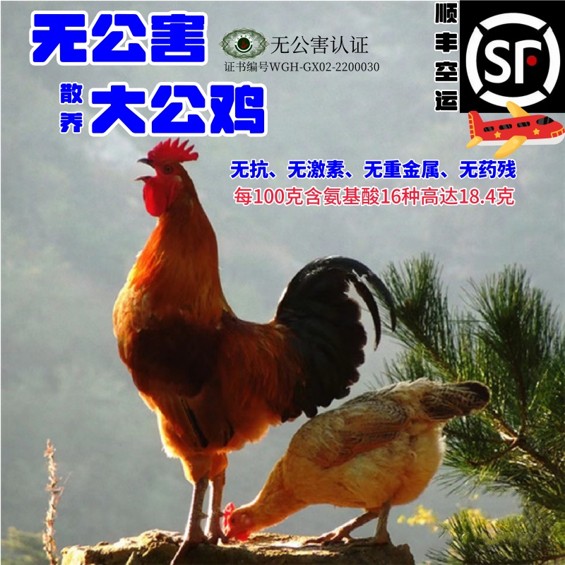 正宗清远鸡三黄鸡散养走地鸡