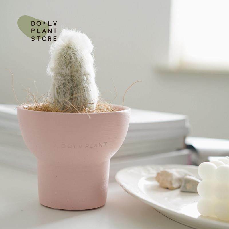 DOLV 豆绿 幻乐柱可爱圣诞老人柱仙人掌多肉植物桌面盆栽防辐射