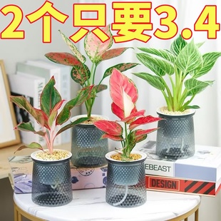 北欧塑料水培透明盆懒人自动吸水早安盆绿萝北欧简约吊兰绿植花盆