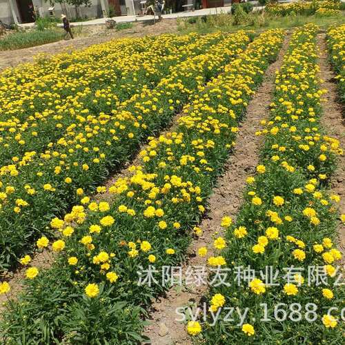 公司大花金鸡菊   重瓣金鸡菊  多年生宿根矮杆绿化工程
