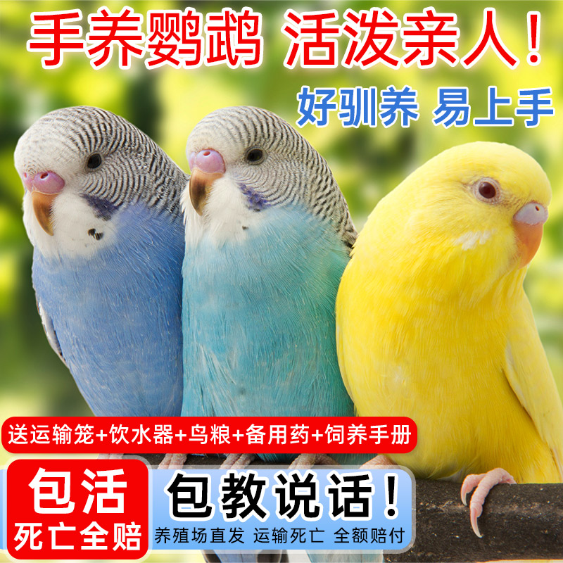 鹦鹉活鸟虎皮鹦鹉鸟类小鸟会学说话的鸟手养宠物小型鹦鹉一公一母