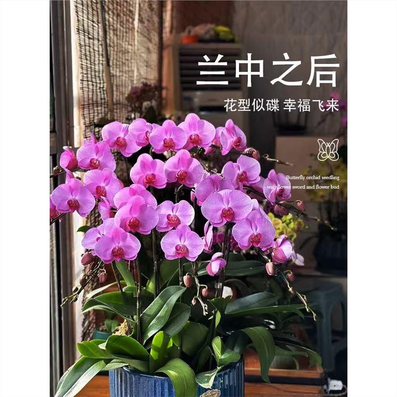 蝴蝶兰盆栽带花剑带花苞花苗兰花大苗客厅室内植物花卉四季好养活