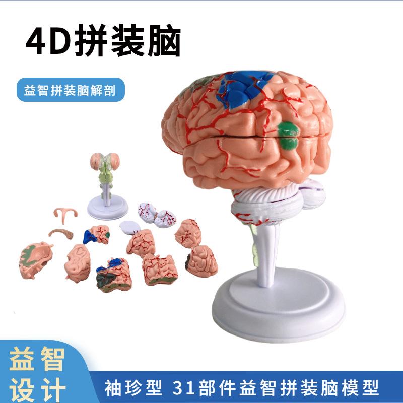 教学4D拼装人体解剖大脑模型教学模型可拆卸32件脑结构模型脑功能