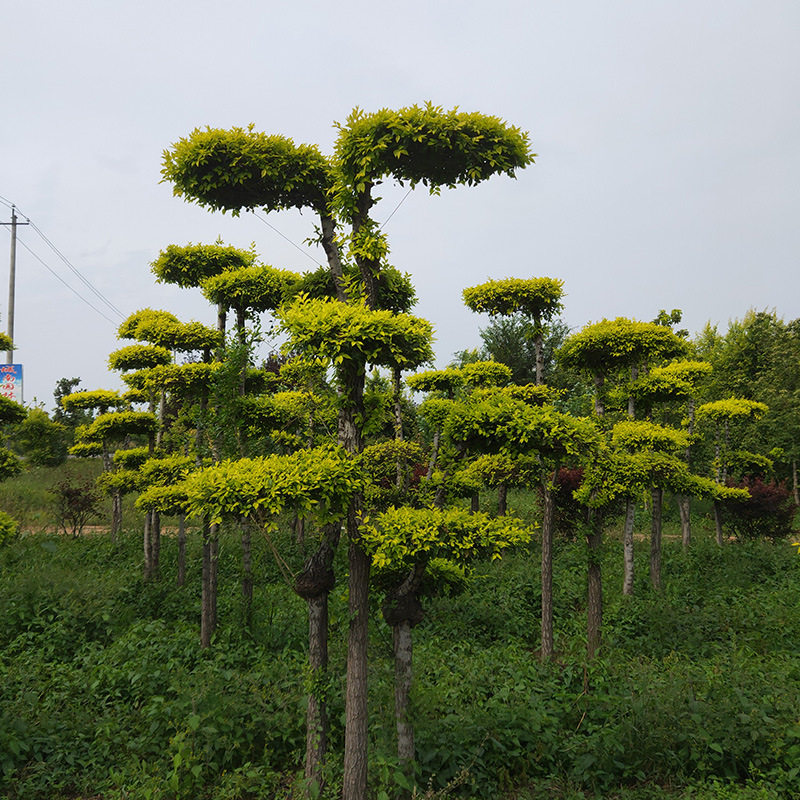 基地批优雅造型罗汉松树市政 园林绿化造型罗汉松树小区别墅树桩