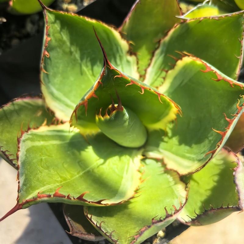 牛角蕾丝锦绿植盆栽景观多肉植物大棚批发龙舌兰仙人球十二卷大戟