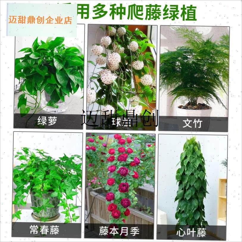 萝爬墙上花神器绿植m固定器绿箩家用无痕卡扣绿枝爬藤杆夹子挂钩,
