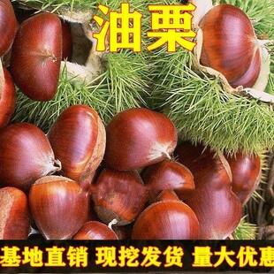 大果板栗树苗 油栗苗 封开油栗苗 嫁接栗子树苗南方北方种植果树