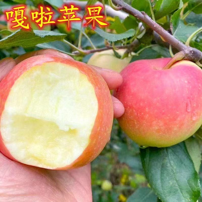 嫁接嘎啦苹果树苗正宗耐寒