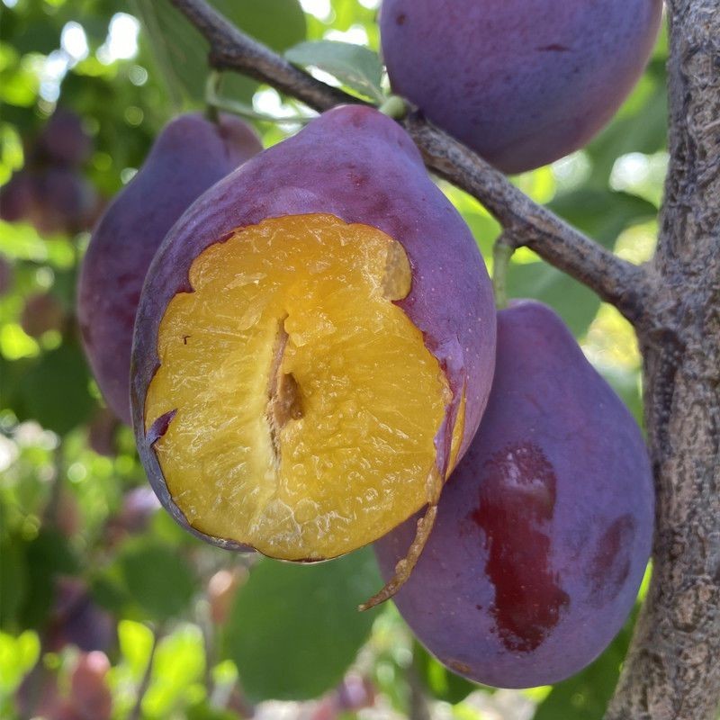 西梅皇后红李树苗法兰嫁