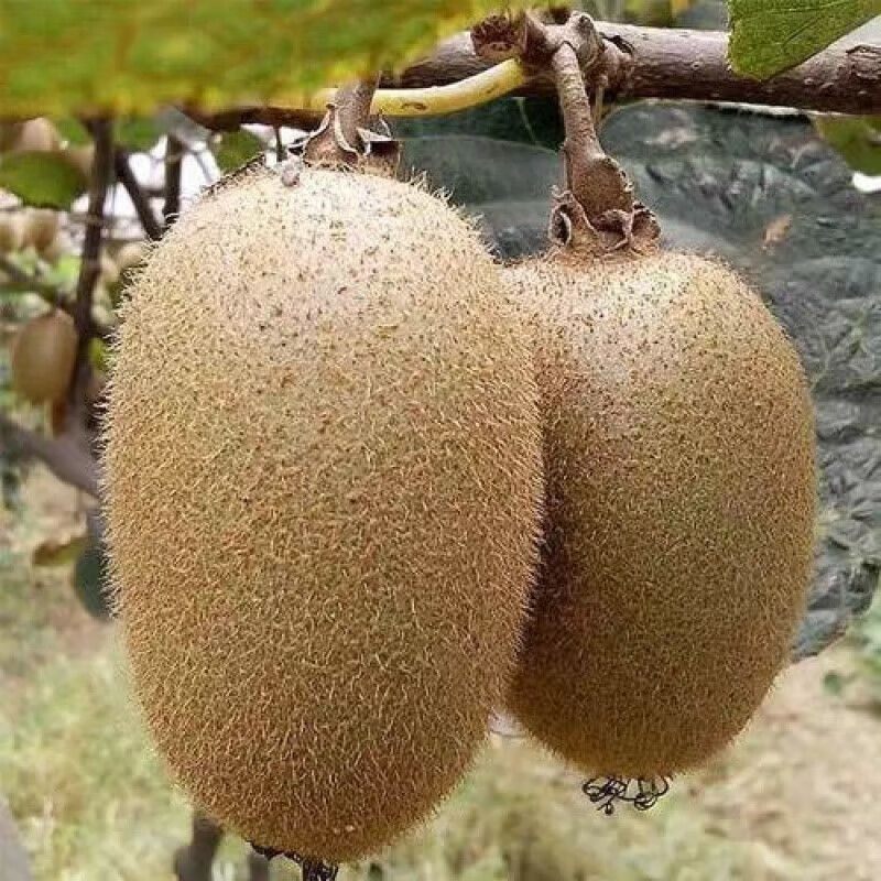 特大红心猕猴桃树苗耐寒猕猴桃盆栽地栽南方北方种植地栽果树苗,农用物资,果树种子/种苗,淘宝优惠券,粉丝福利购,淘宝优惠卷