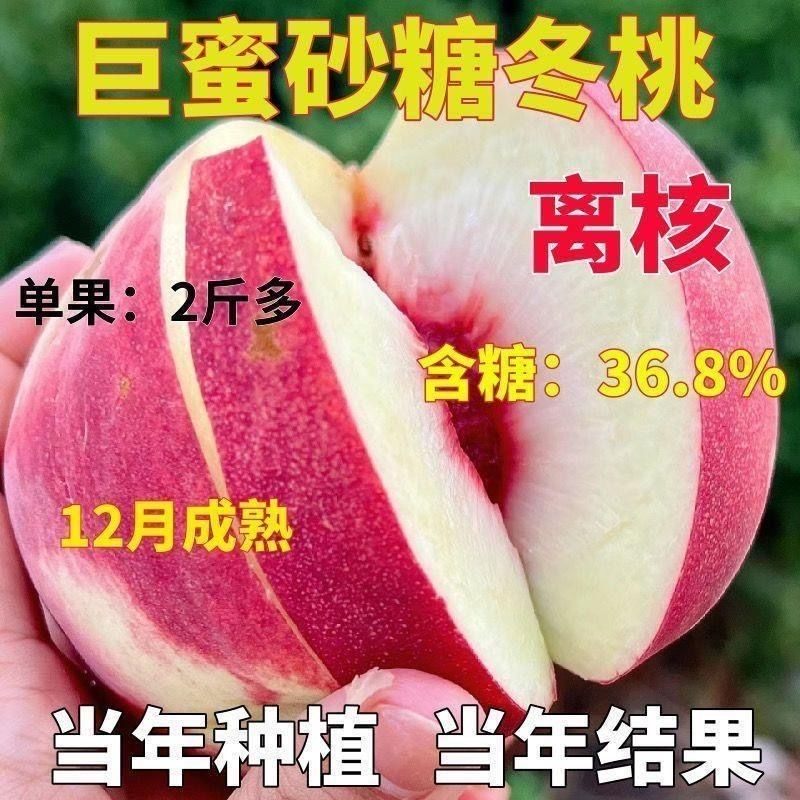 嫁接冬桃树晚熟大果冬桃耐寒耐旱地栽盆栽正宗脆甜冬桃树当年结果,农用物资,果树种子/种苗,淘宝优惠券,粉丝福利购,淘宝优惠卷