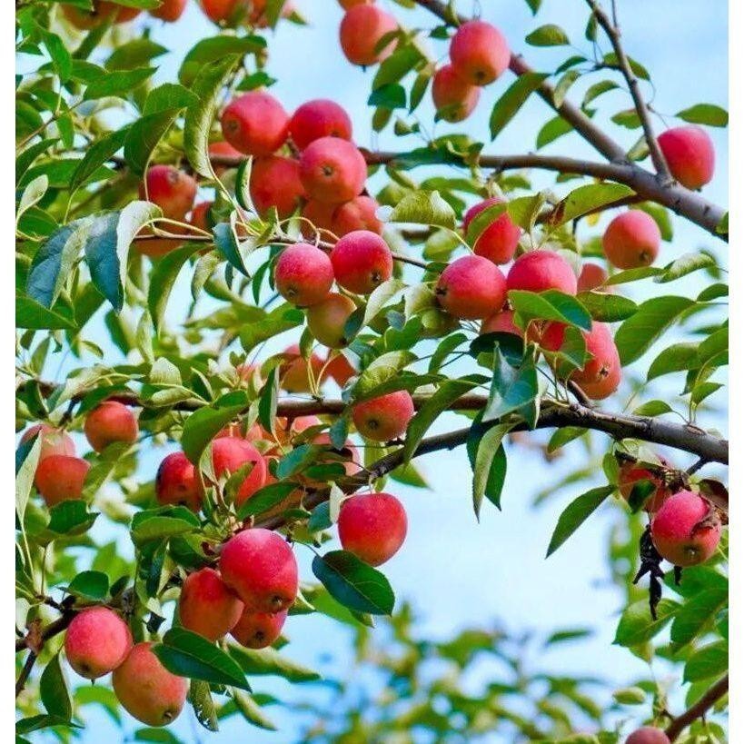 北方耐寒果树海棠沙苗大秋