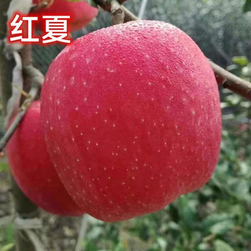 新品种红夏苹果苗树色之爱