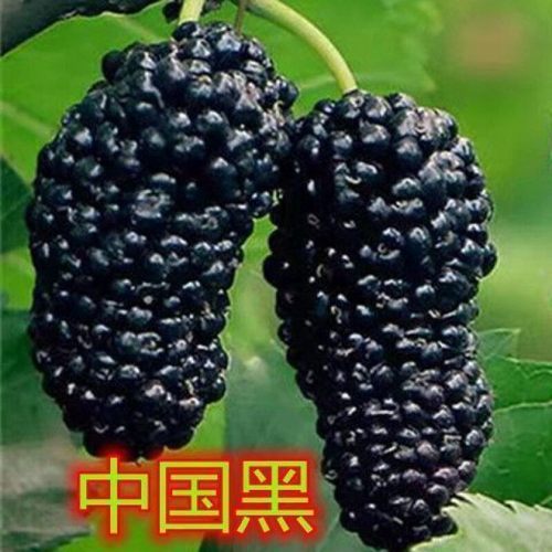 桑椹果树苗中国黑葚庭院盆