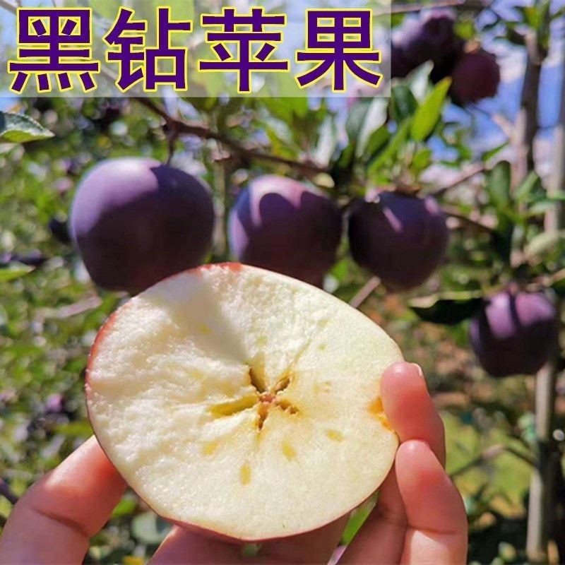 黑钻苹果树苗十月成熟新品