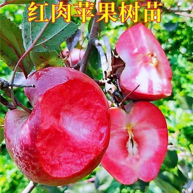 红肉苹果树苗富士冰糖心庭
