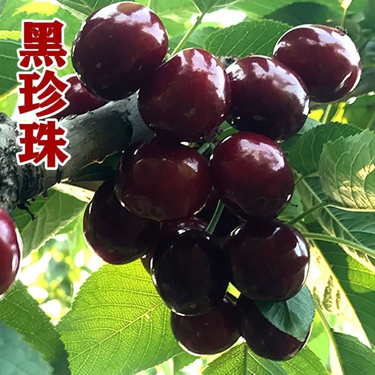 黑珍珠大樱桃苗樱桃果树苗车厘子苗南北方种植可盆栽地栽当年结果,农用物资,果树种子/种苗,淘宝优惠券,粉丝福利购,淘宝优惠卷