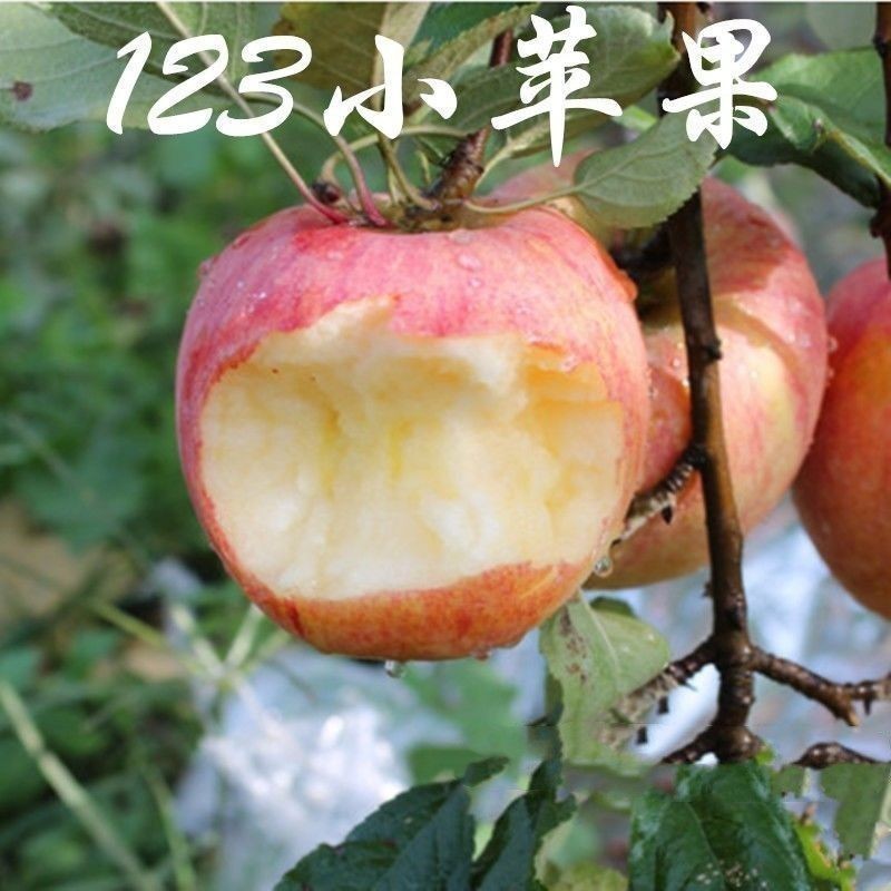 金红苹果树苗123南北方种