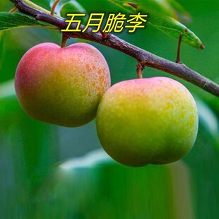 四川五月脆李子树苗 凤凰李 早熟一点红脆甜脱骨李子树嫁接果树苗