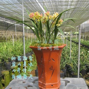 蘭花 建蘭四季 蘭奇花富山奇蝶書房辦公桌庭院陽臺 花卉綠植物 苗