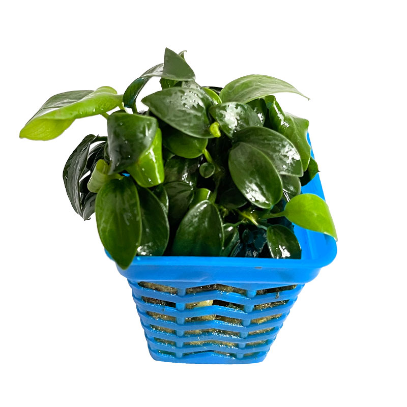 迷你小水榕鱼缸前中景造景装饰懒人新手易养阴性好活增氧真水草