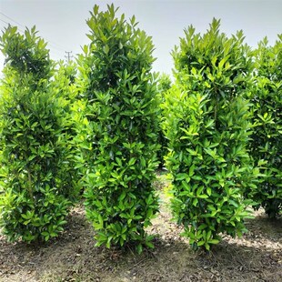 丛生北海道大叶黄杨树苗冬青工程绿化四季常青不落叶适用庭院围墙