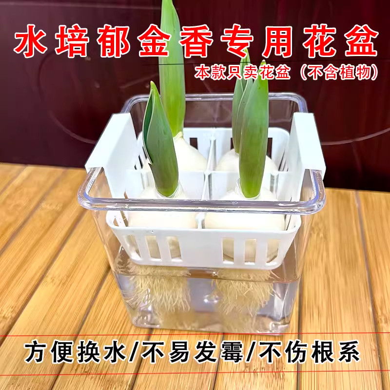 郁金香专用多孔水培防漏套盆