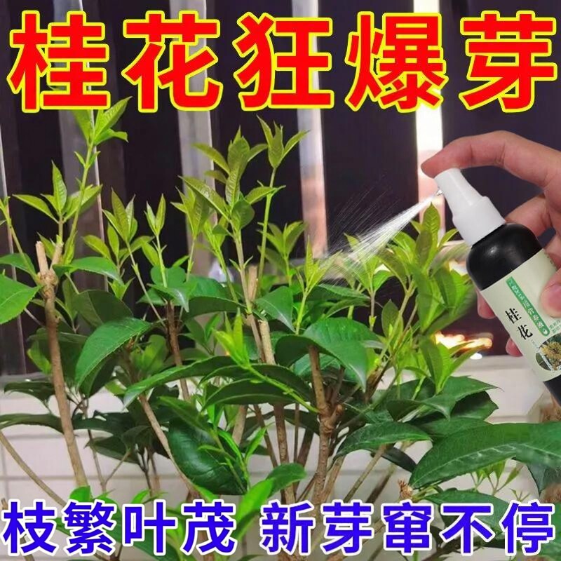桂花树专用营养液肥料桂花
