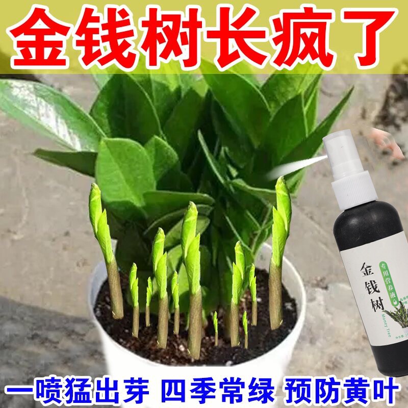 免稀释金钱树专用营养液