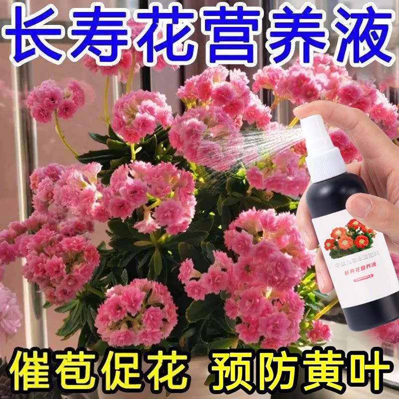 长寿花专用肥催苞促花延花期